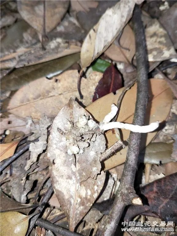 怎样才能找到兰花龙蛋？