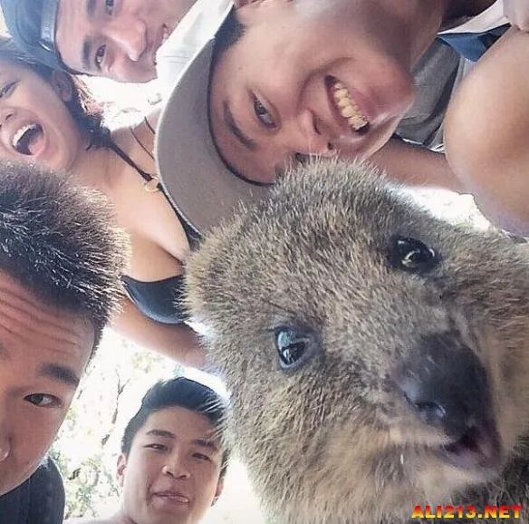 最佳抢镜大师！澳大利亚最新流行和短尾矮袋鼠自拍