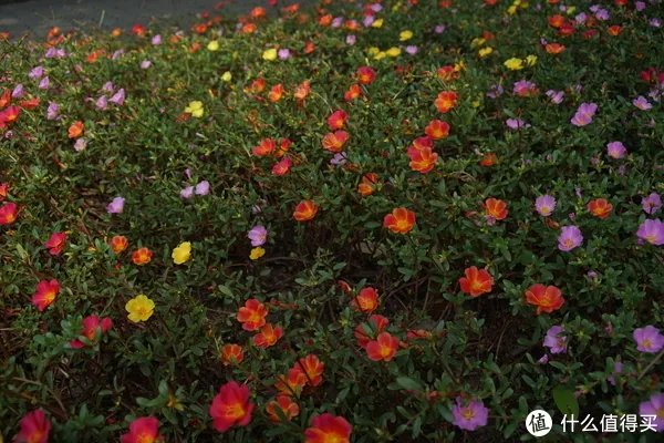 美能达镜头推荐