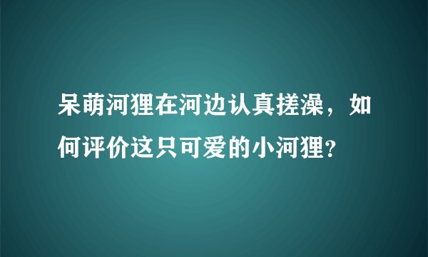呆萌河狸在河边认真搓澡，如何评价这只可爱的小河狸？