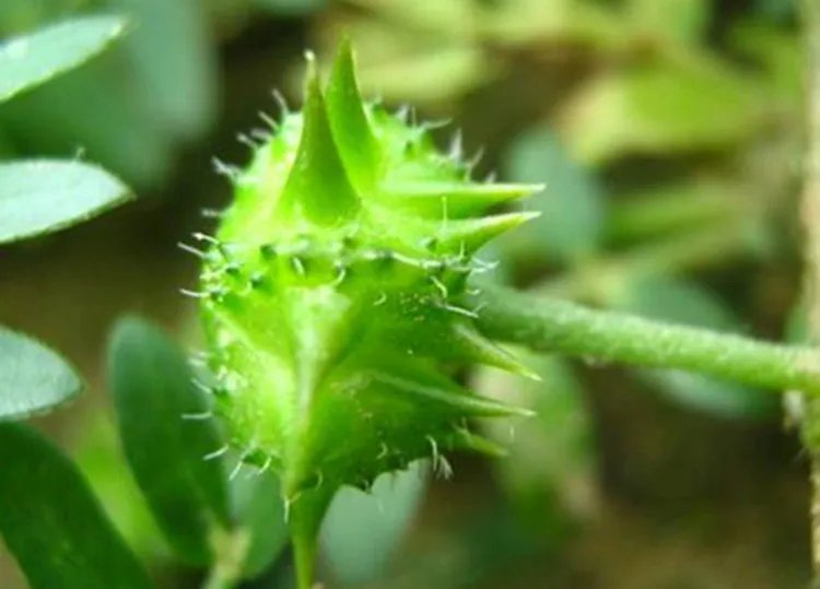 蒺藜的功效与作用