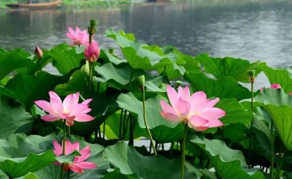 欣赏的反义词是什么