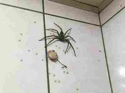 家里有蟑螂怎么办 家中出现这物千万不能打破（图）