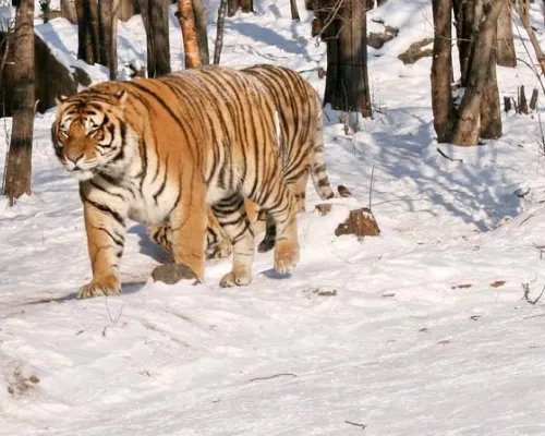 小兴安岭首次找到东北虎吃熊证据，具体是什么？