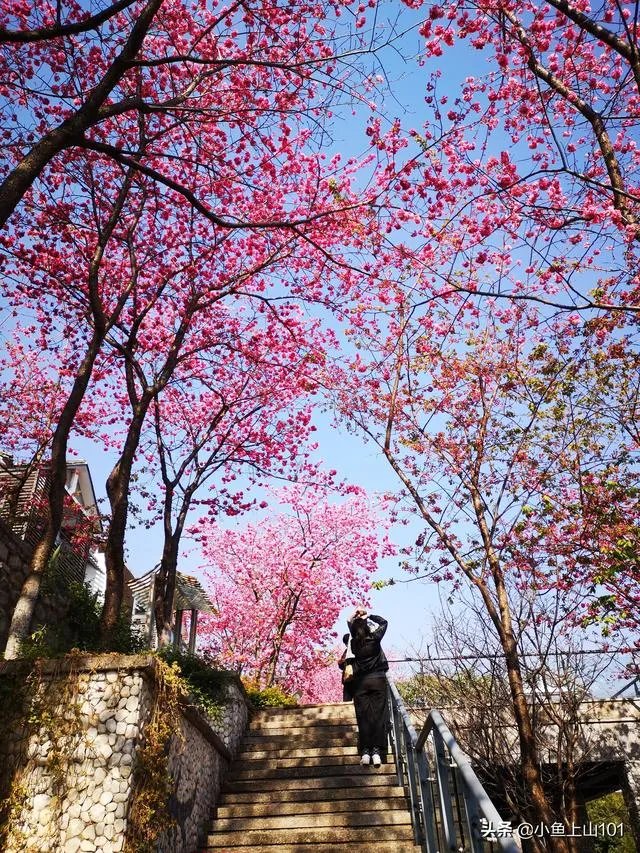 大理大学的樱花真的很多吗？好看吗？