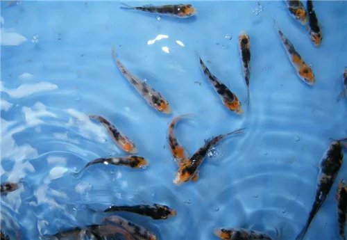 鱼苗吃什么 鱼苗有哪些养殖技术