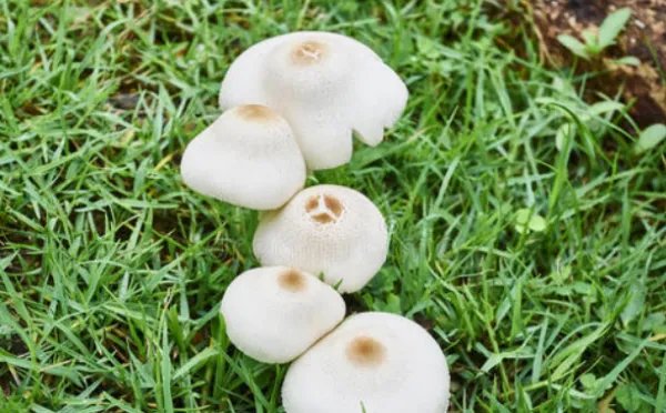 平菇有哪些功效？