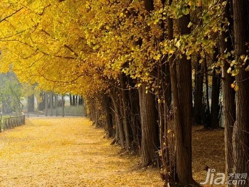 白果树图片大全 白果树简介