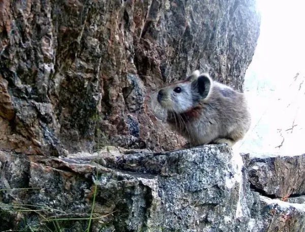 世界濒危物种伊犁鼠兔现身天山，环境如何影响动物生存？