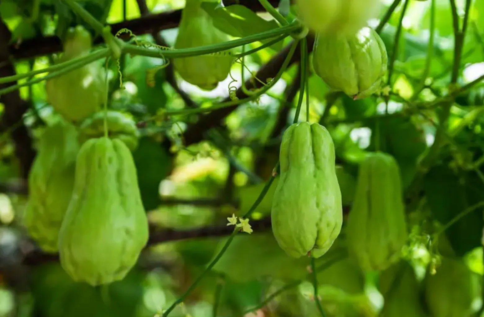 佛手瓜的功效与作用