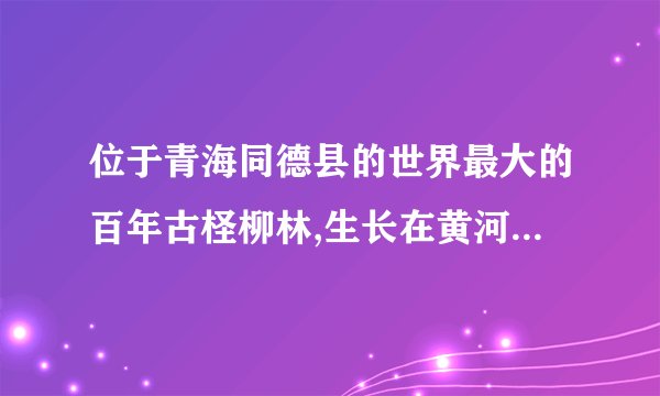 位于青海同德县的世界最大的百年古柽柳林,生长在黄河滩地上,是目前为止发现的唯一一片存在了几百年的柽柳林生态系统,树高、树粗、树龄,还有分布高度都是世界第一。然而,到xx底,建设中的羊曲水电站大坝落成后,这片全世界独一无二的野生古柽柳林将全部被淹没在水库中。工程投资方提出了移植保护方案,遭到专家们的明确反对。请你推测工程投资方(4分)与专家方(6分)各自的理由。(10分)