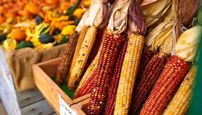 玉米芯有什么用途 玉米芯都有什么用途