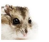 仓鼠品种简介和图片