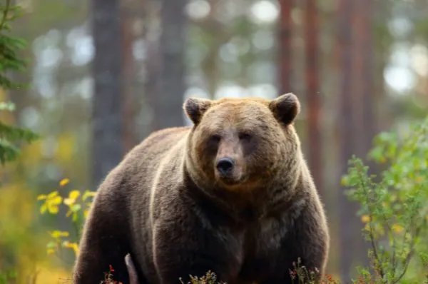 游客讲述上海野生动物园惊险经历，当时到底发生了什么？