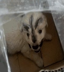 网友网购了一只哈士奇，结果打开一看是土狗，这货脑门儿上的“火”亮了，你怎么看？