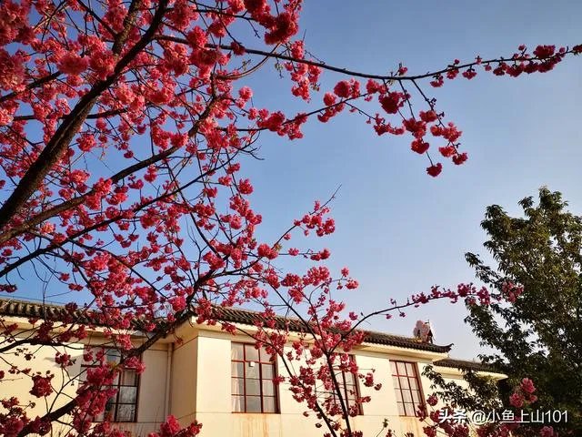 大理大学的樱花真的很多吗？好看吗？