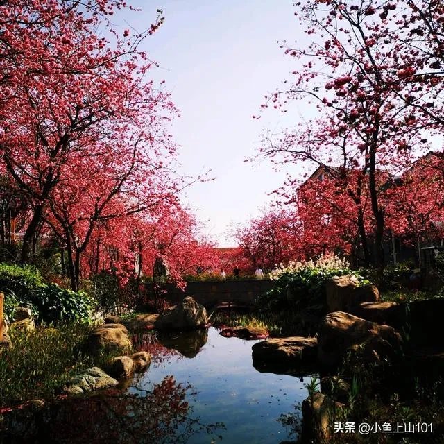 大理大学的樱花真的很多吗？好看吗？