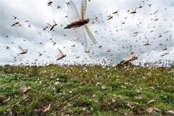 2020年，全球灾害都有哪些？