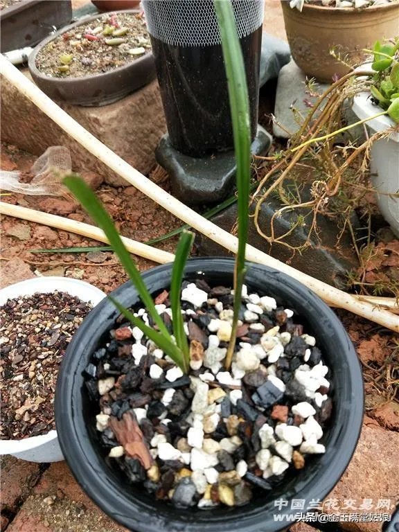 怎样才能找到兰花龙蛋？