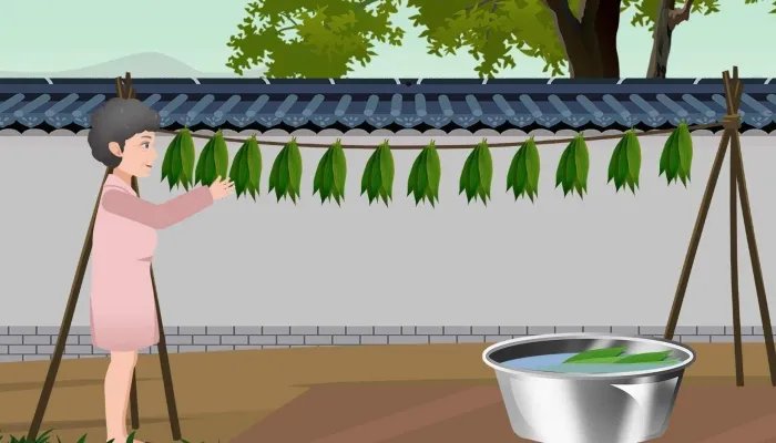 包粽子叶是什么植物的叶子