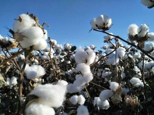 黄轩方发声明：与H&M已无合作，他的做法你怎么看？