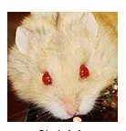 仓鼠品种简介和图片