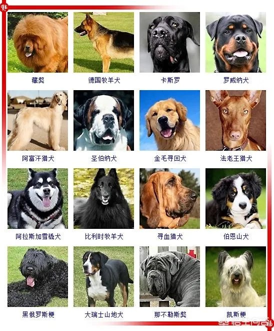 现存的狗狗有450多种，常见的有哪些呢？