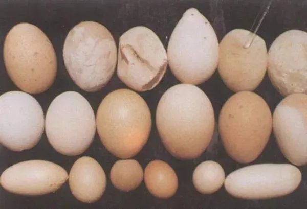 鸡为什么会下双黄蛋？