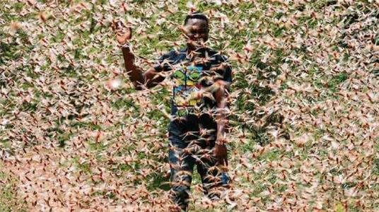 印度北部多地遭遇蝗虫侵袭，这对当地农作物造成哪些影响？