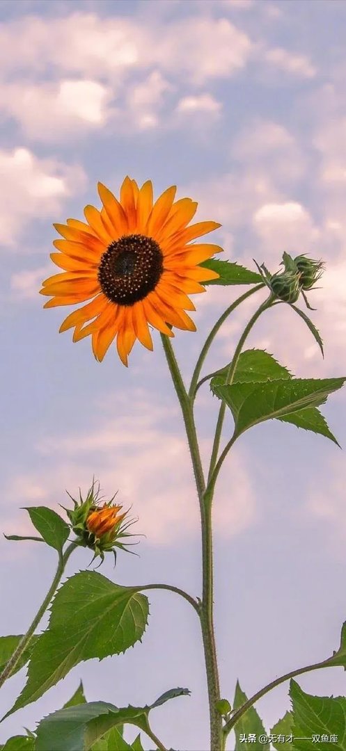 大家对林生斌的事情有什么看法？