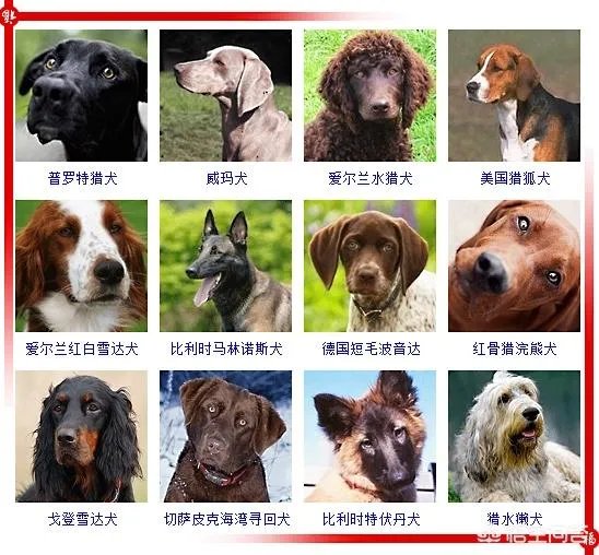 现存的狗狗有450多种，常见的有哪些呢？