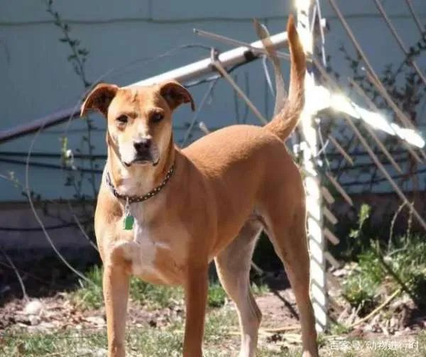 狗狗摇尾巴代表什么意思？