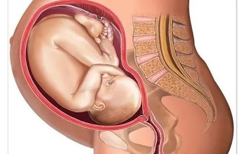怀孕1一9月肚子变化图过程