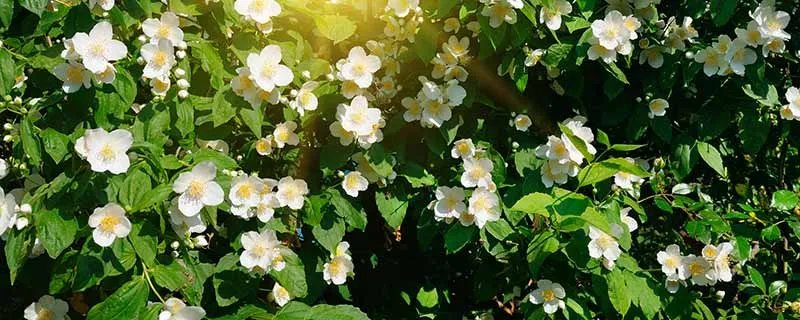 送茉莉花是什么意思 茉莉花有什么特别的含义