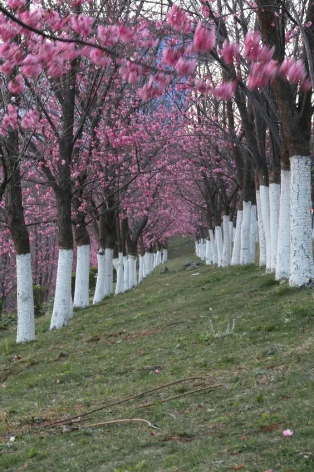大理大学的樱花真的很多吗？好看吗？