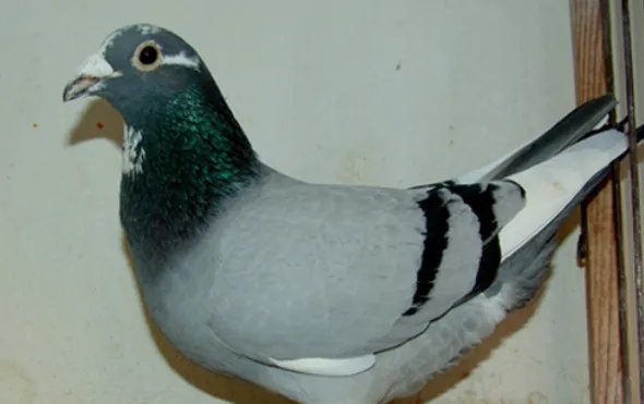 中鸽好还是老鸽好