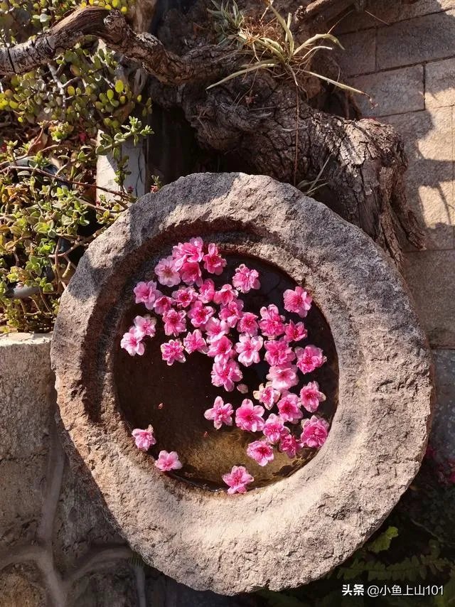 大理大学的樱花真的很多吗？好看吗？