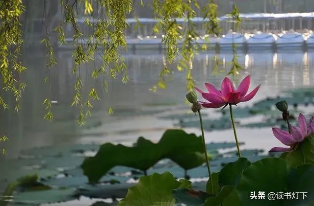 古诗《小池》里晴柔是什么意思？