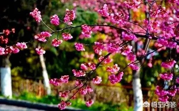 大理大学的樱花真的很多吗？好看吗？