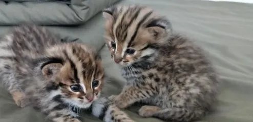 村民捡的两只小豹猫属于国家的什么保护动物？