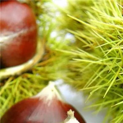 桥本氏甲状腺炎饮食