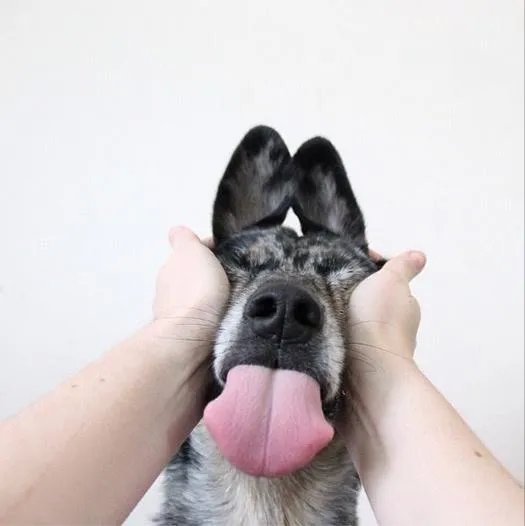 你为什么会养狗？