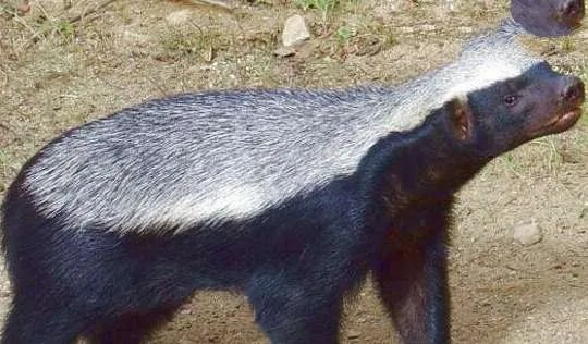 世界上最大胆的动物——平头哥蜜獾