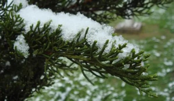 疾风知劲草,板荡识诚臣的意思是什么？