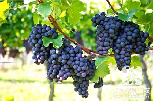 白葡萄酒怎么喝？正确方法是这样的！