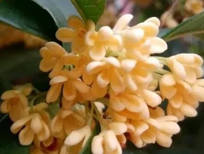 桂花现在移植好吗？