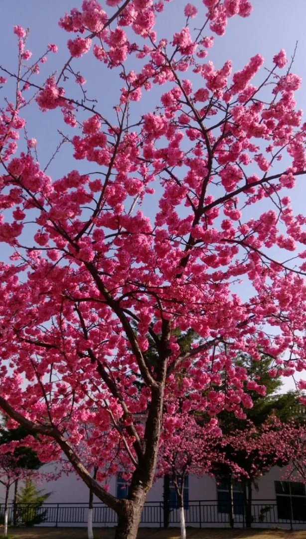 大理大学的樱花真的很多吗？好看吗？