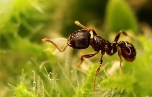 蚂的拼音和组词