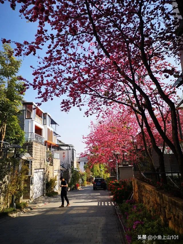 大理大学的樱花真的很多吗？好看吗？