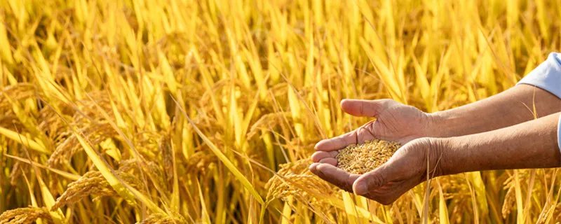 寒露节气的含义是什么 寒露节气什么意思